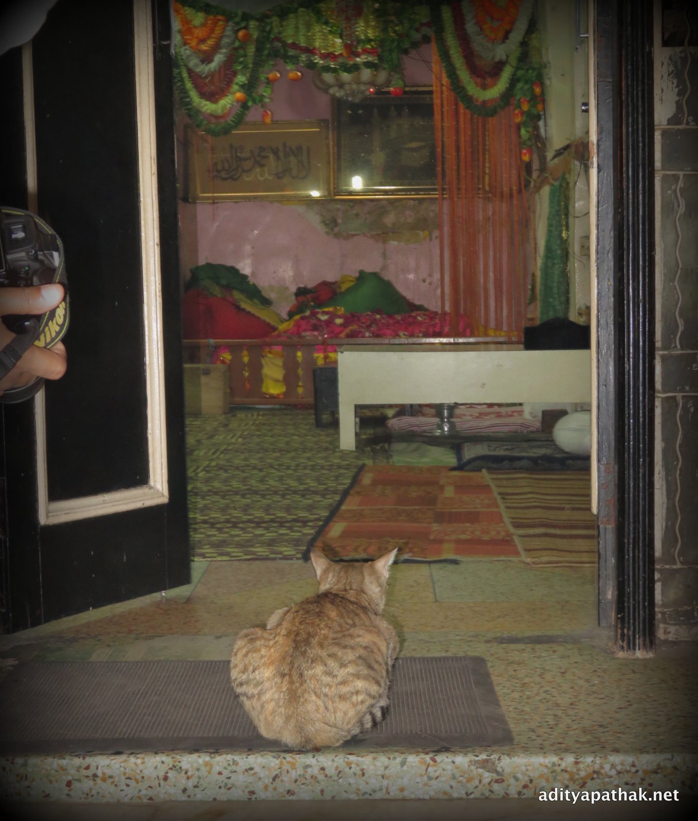 a cat.. in deep meditation it just didn't bother to get disturbed by all the shutterbugs around trying to capture the moment