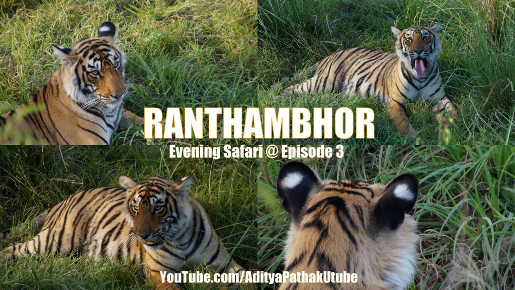 TIGERS at Ranthambhor!