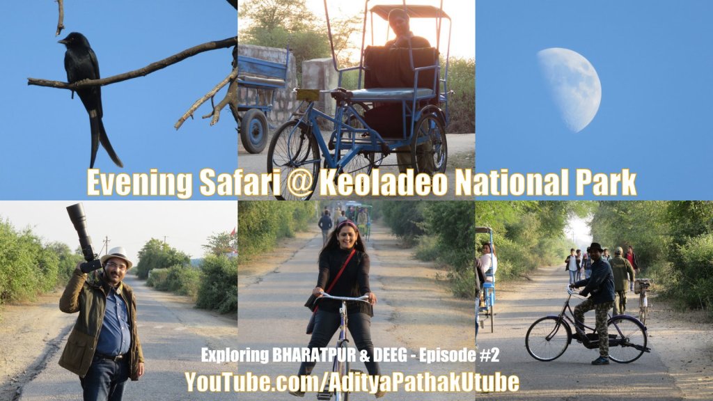 Evening Safari at Bharatpur Bird Sanctuary (Keoladeo National&nbsp;Park)