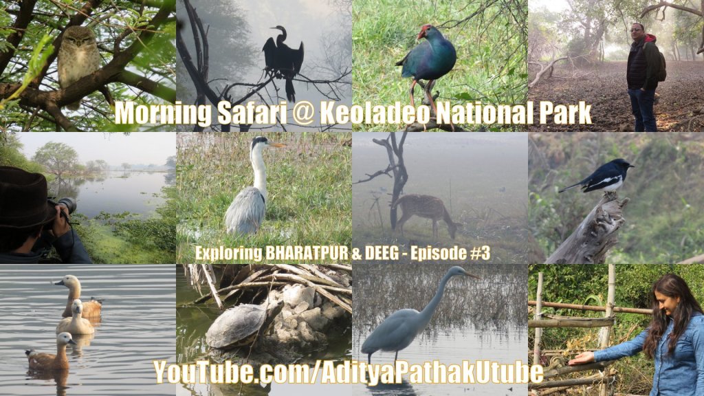 Morning Safari at Bharatpur Bird Sanctuary (Keoladeo National&nbsp;Park)